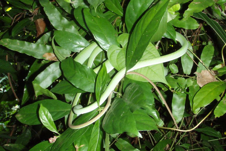 Cryptelytrops purpureomaculatus